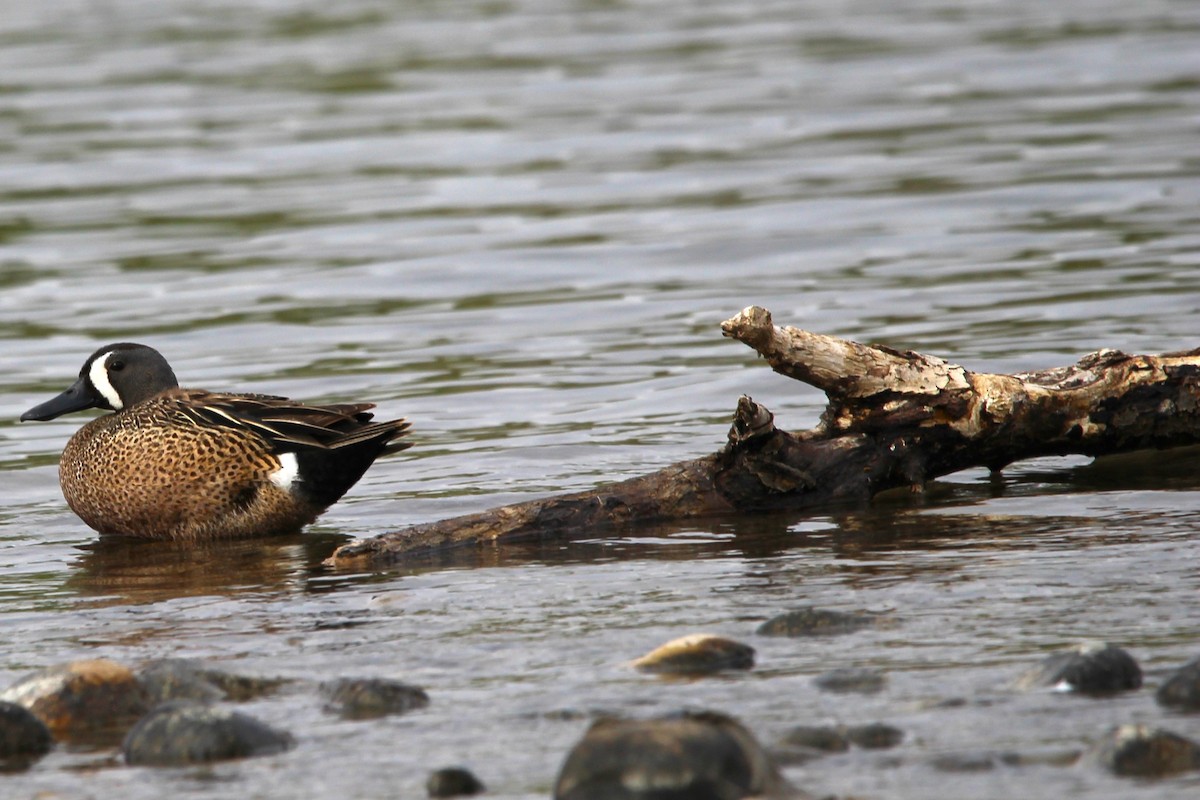 Blue-winged Teal - ML636032745