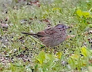 Lincoln's Sparrow - ML636032761