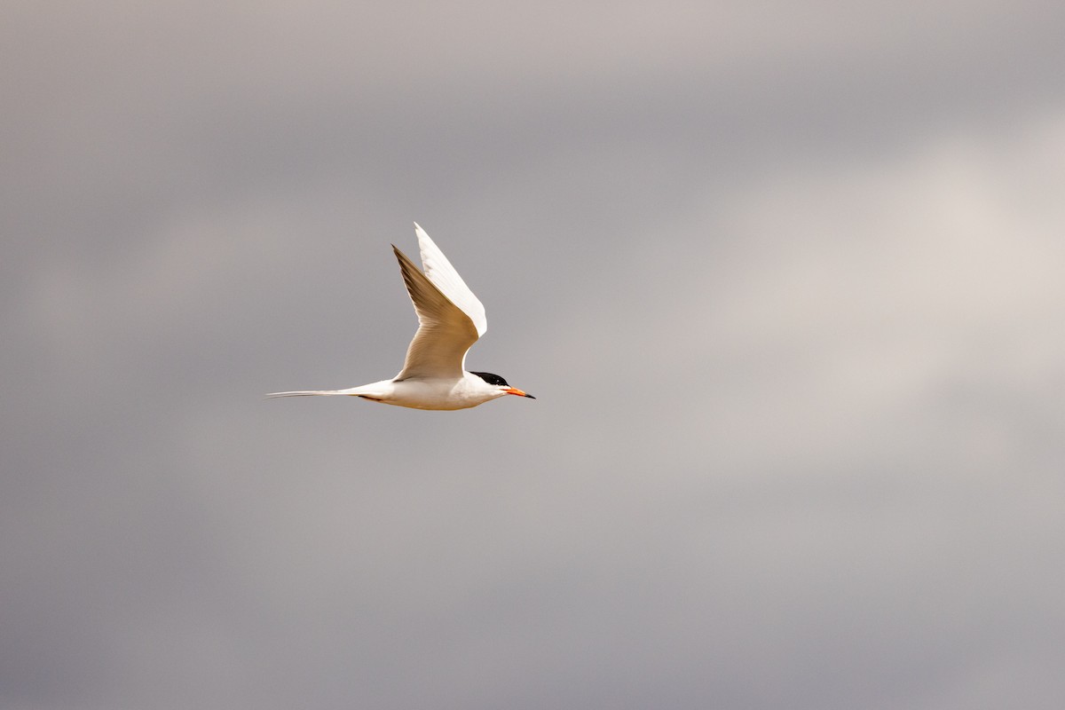 Forster's Tern - ML636032774