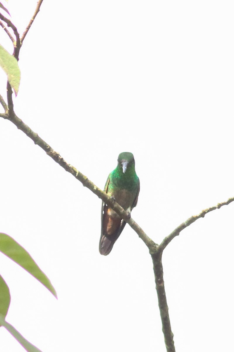 Green-bellied Hummingbird - ML636032867
