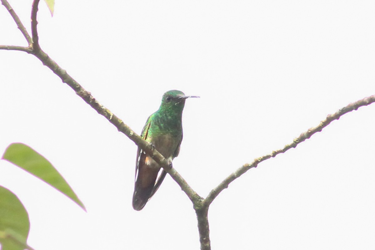 Green-bellied Hummingbird - ML636032868