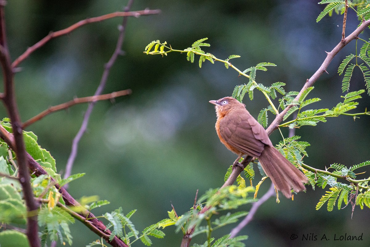 Rufous Chatterer - ML636032893