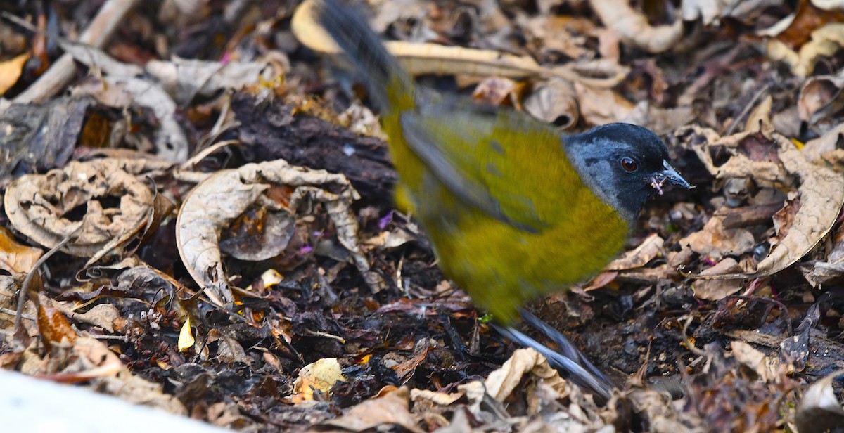 Large-footed Finch - ML636032906
