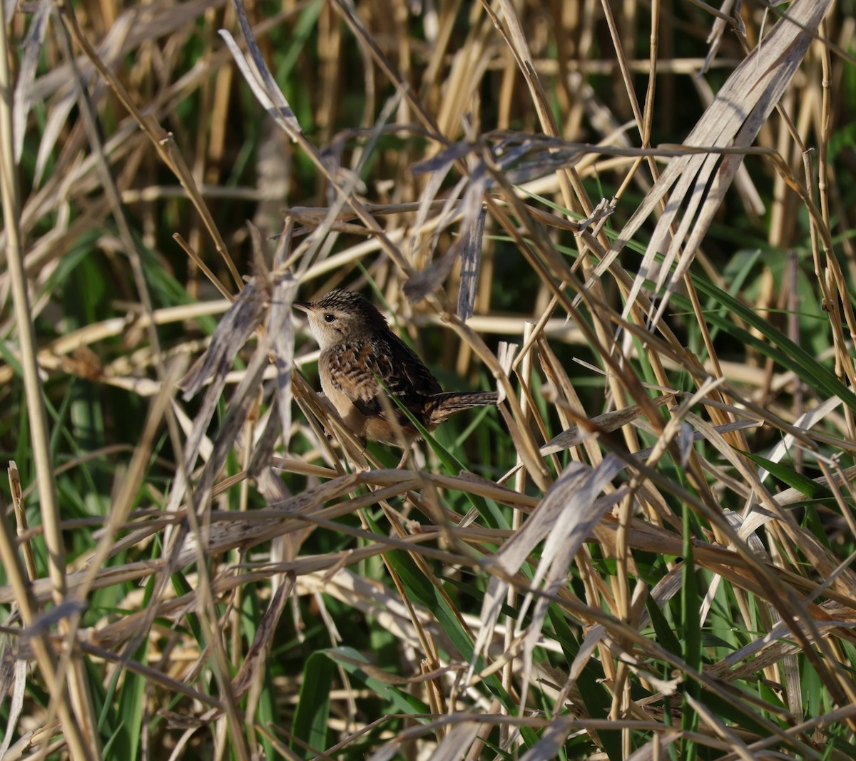Sedge Wren - ML636032943