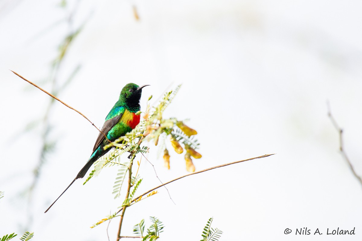 Beautiful Sunbird - ML636032994