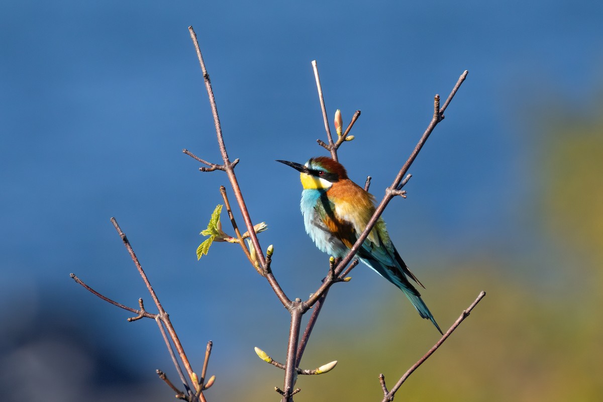 European Bee-eater - ML636033042