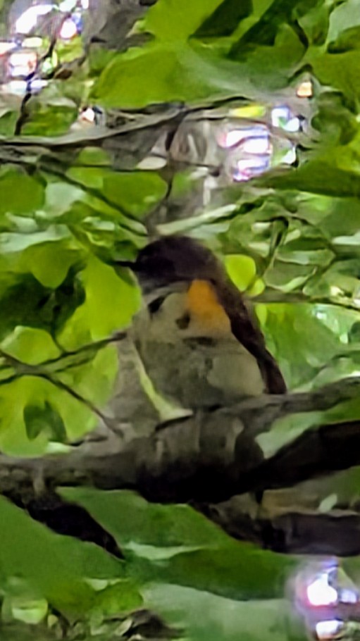 American Redstart - ML636033151