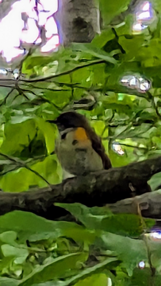 American Redstart - ML636033152