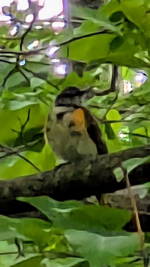 American Redstart - ML636033153