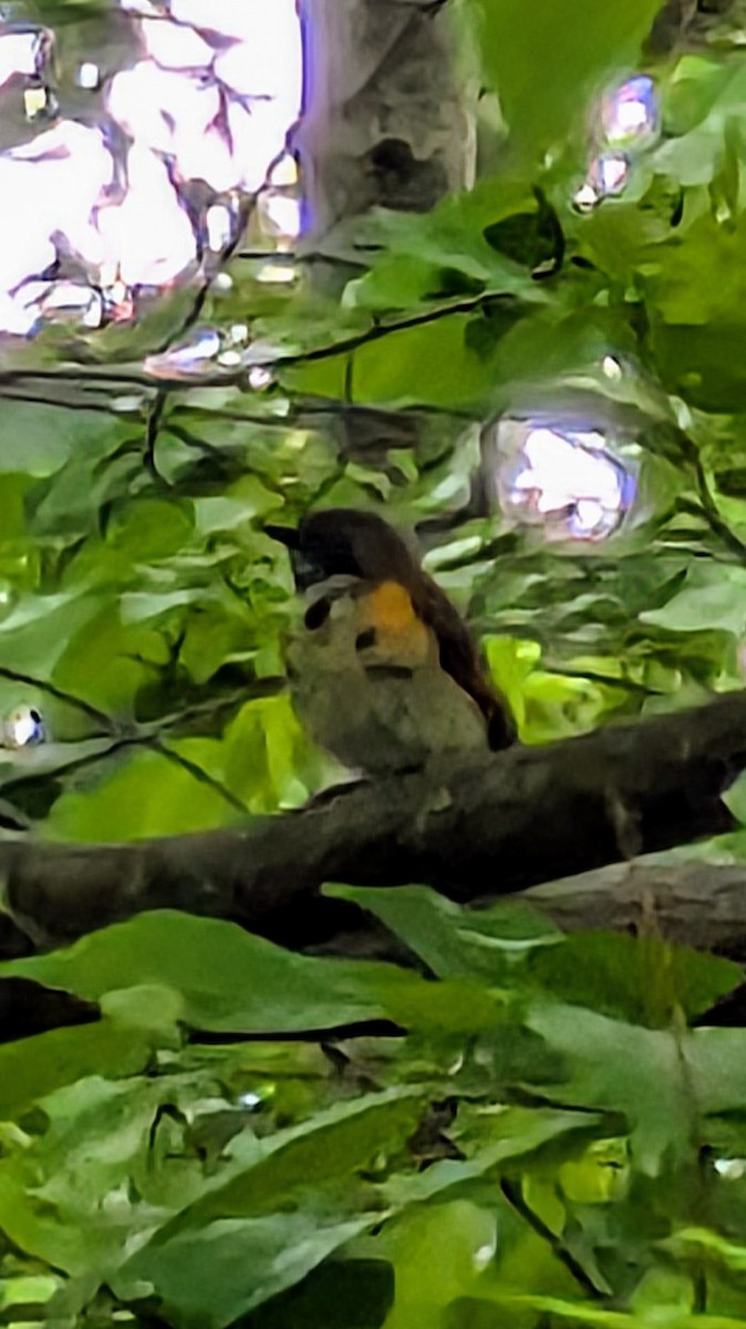American Redstart - ML636033154