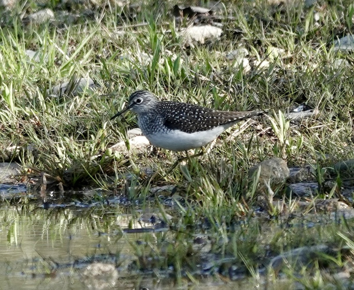 Solitary Sandpiper - ML636033184