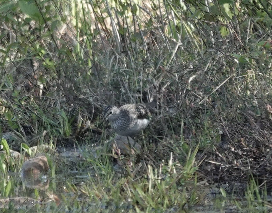 Solitary Sandpiper - ML636033188