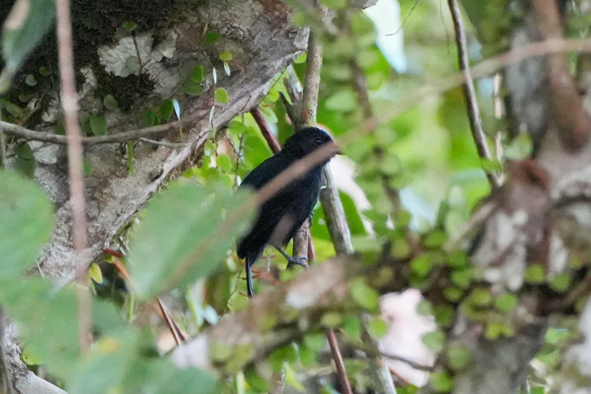 Cocha Antshrike - ML636033261