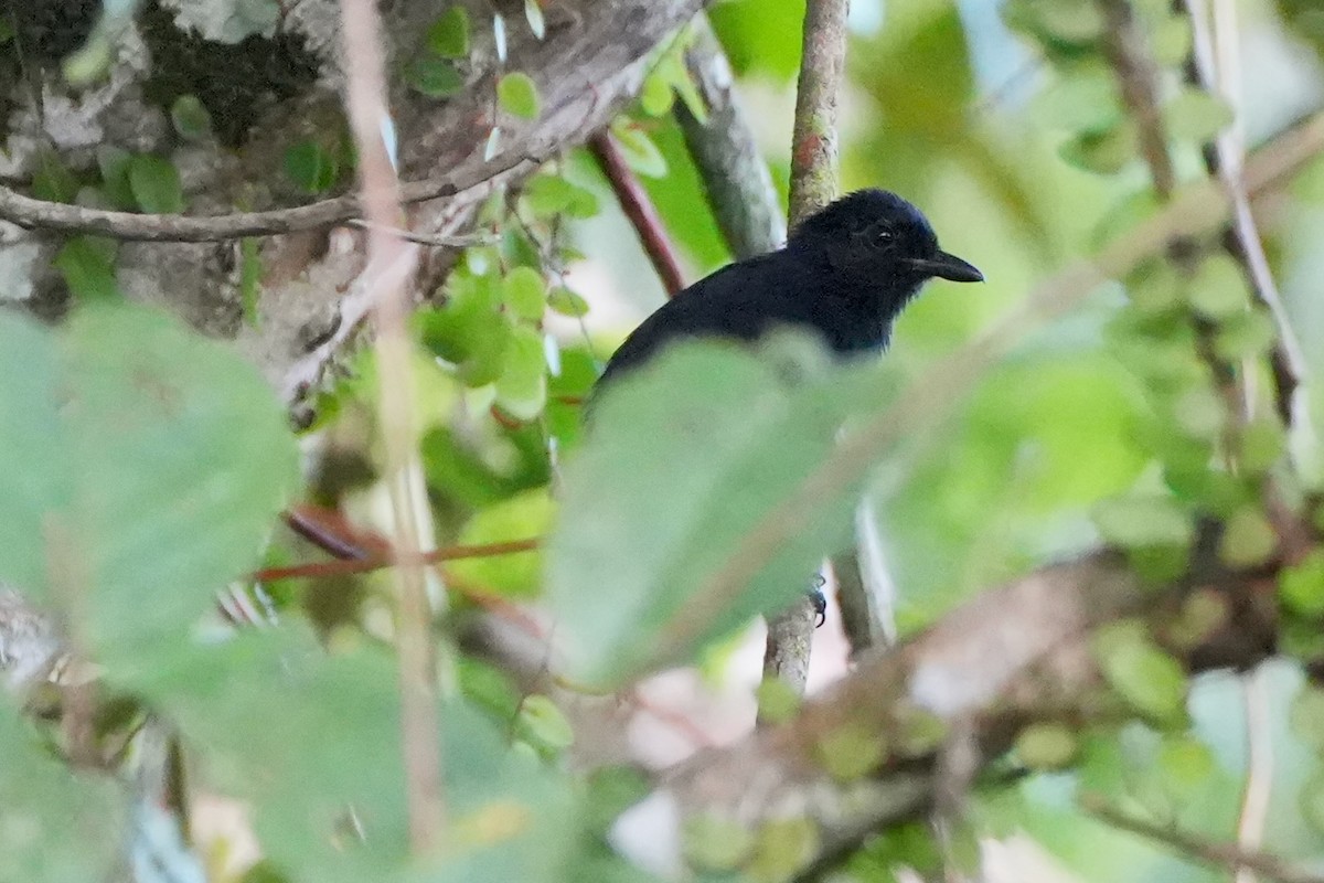 Cocha Antshrike - ML636033262