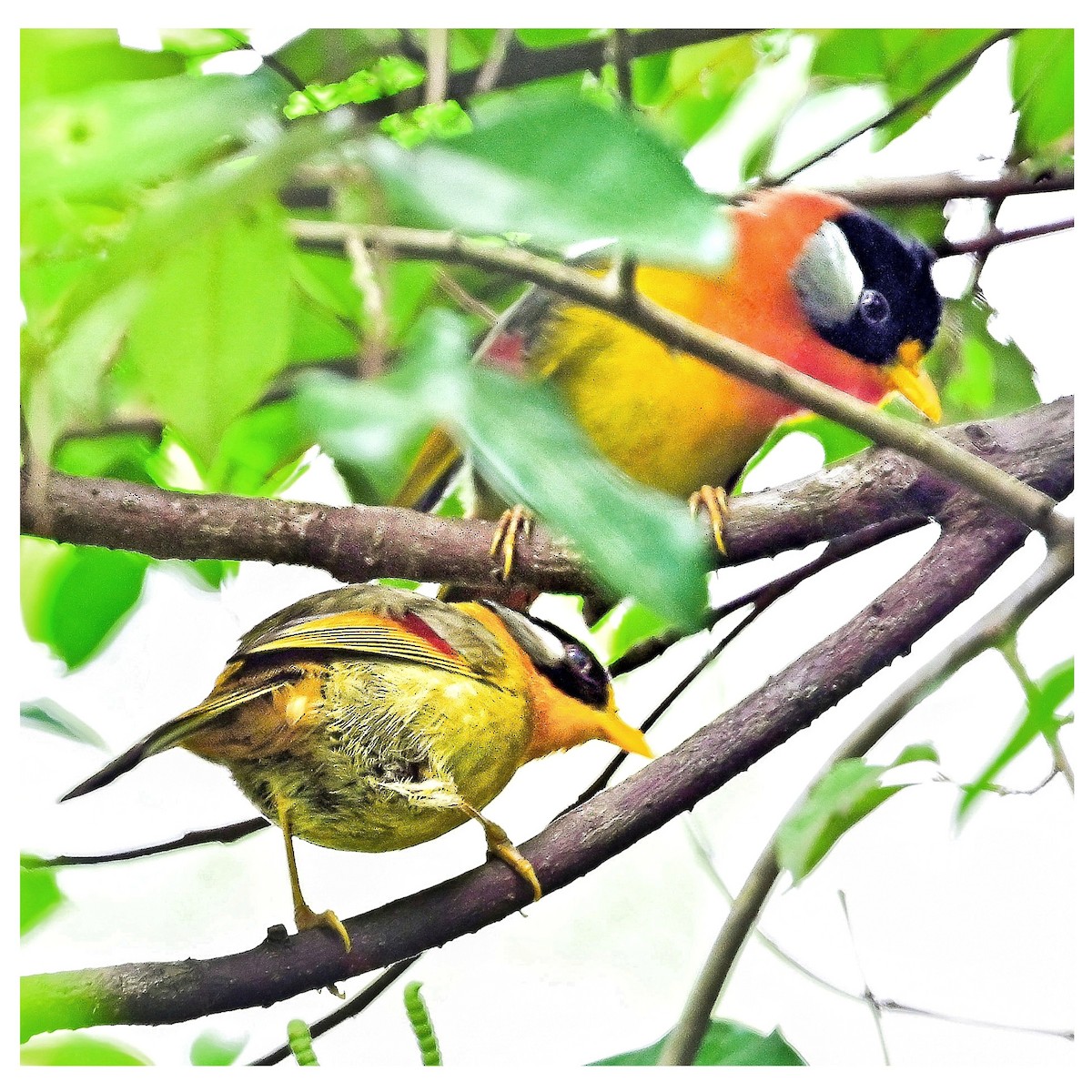 Silver-eared Mesia - ML636033281