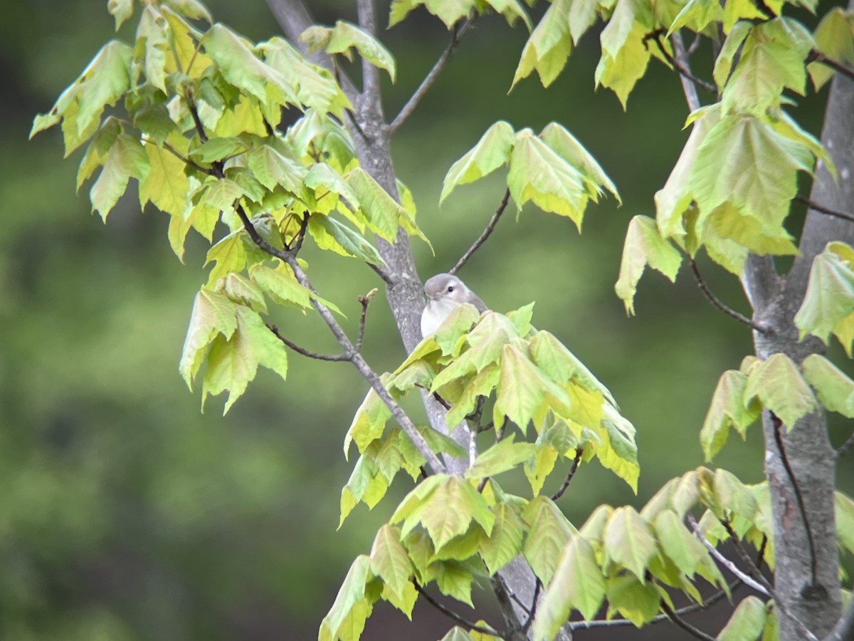 Warbling Vireo - ML636033309
