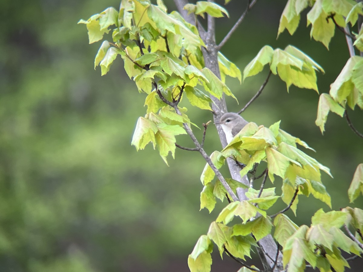 Warbling Vireo - ML636033310