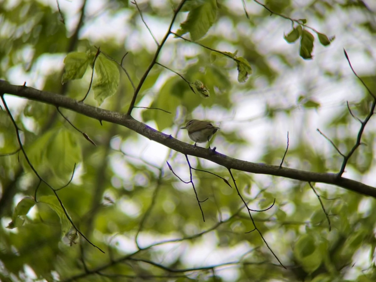 Red-eyed Vireo - ML636033323