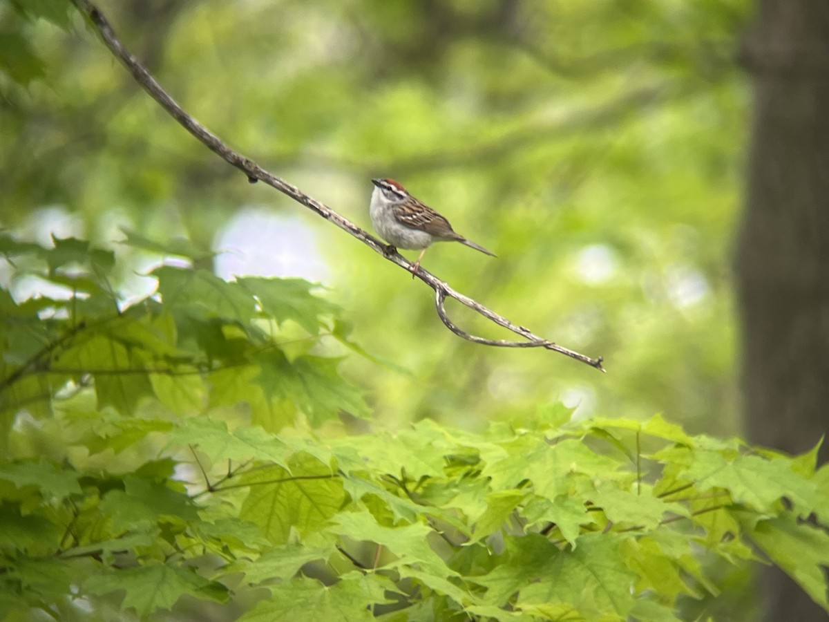 Chipping Sparrow - ML636033330