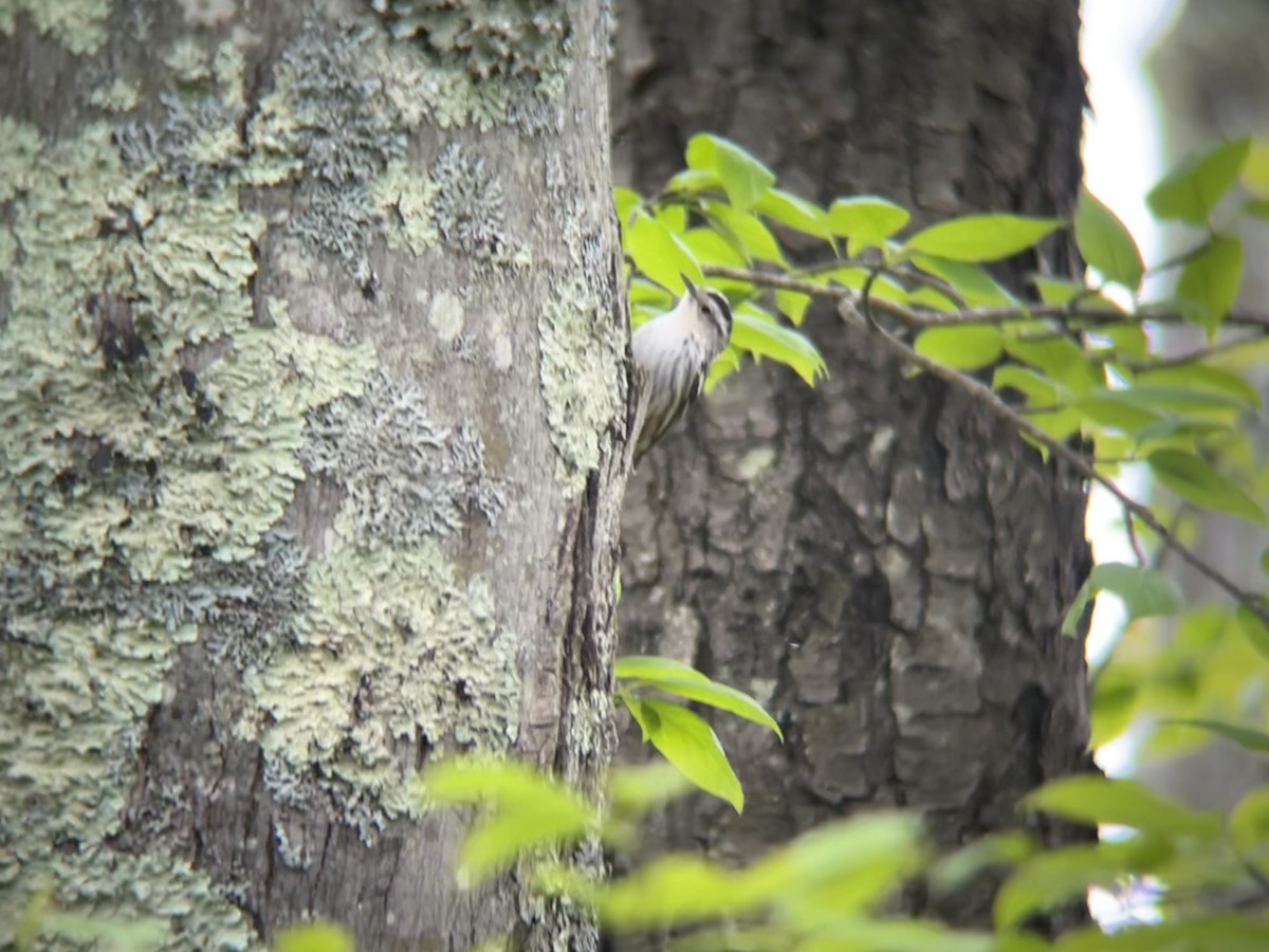 Black-and-white Warbler - ML636033361