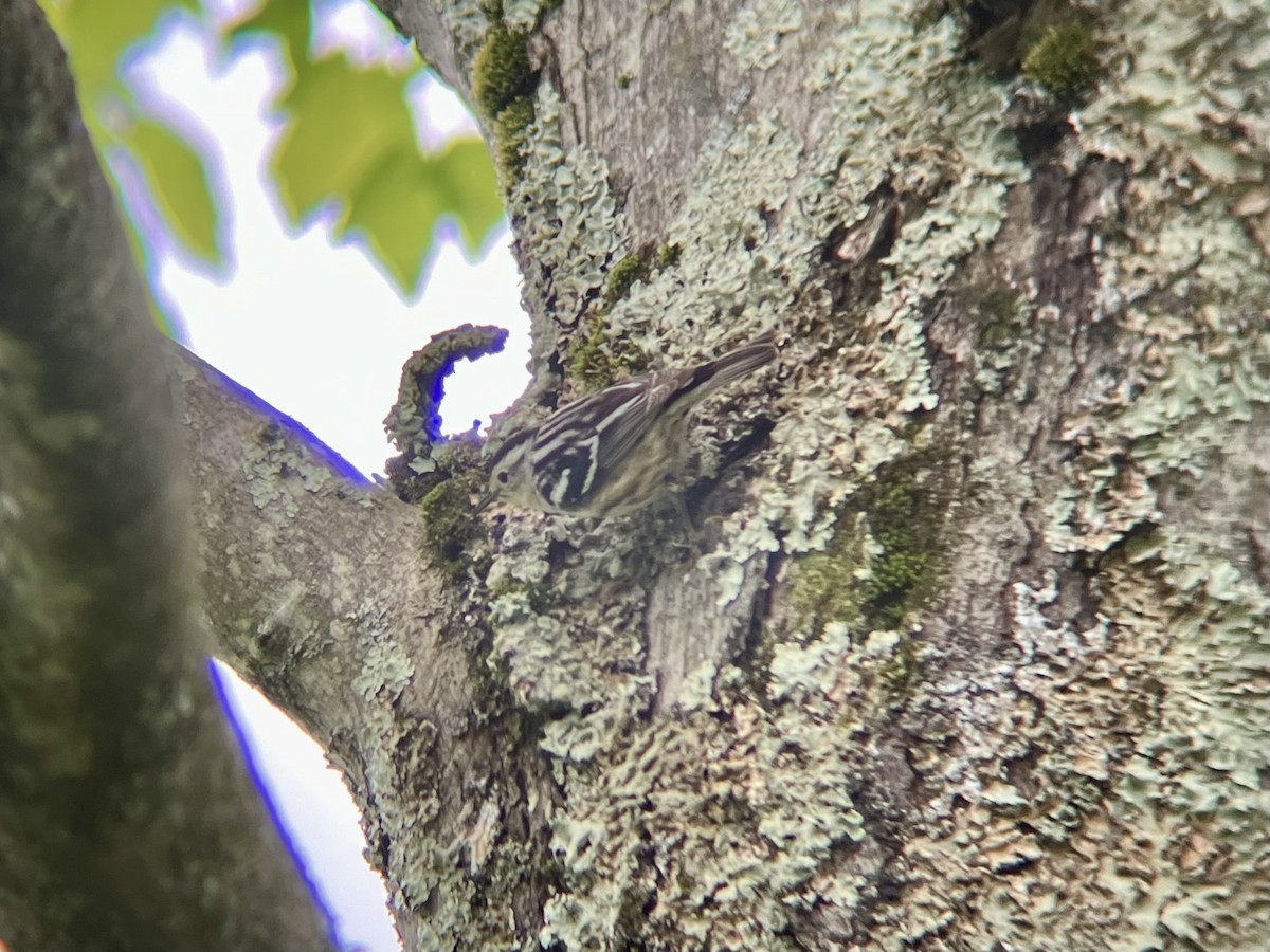 Black-and-white Warbler - ML636033362