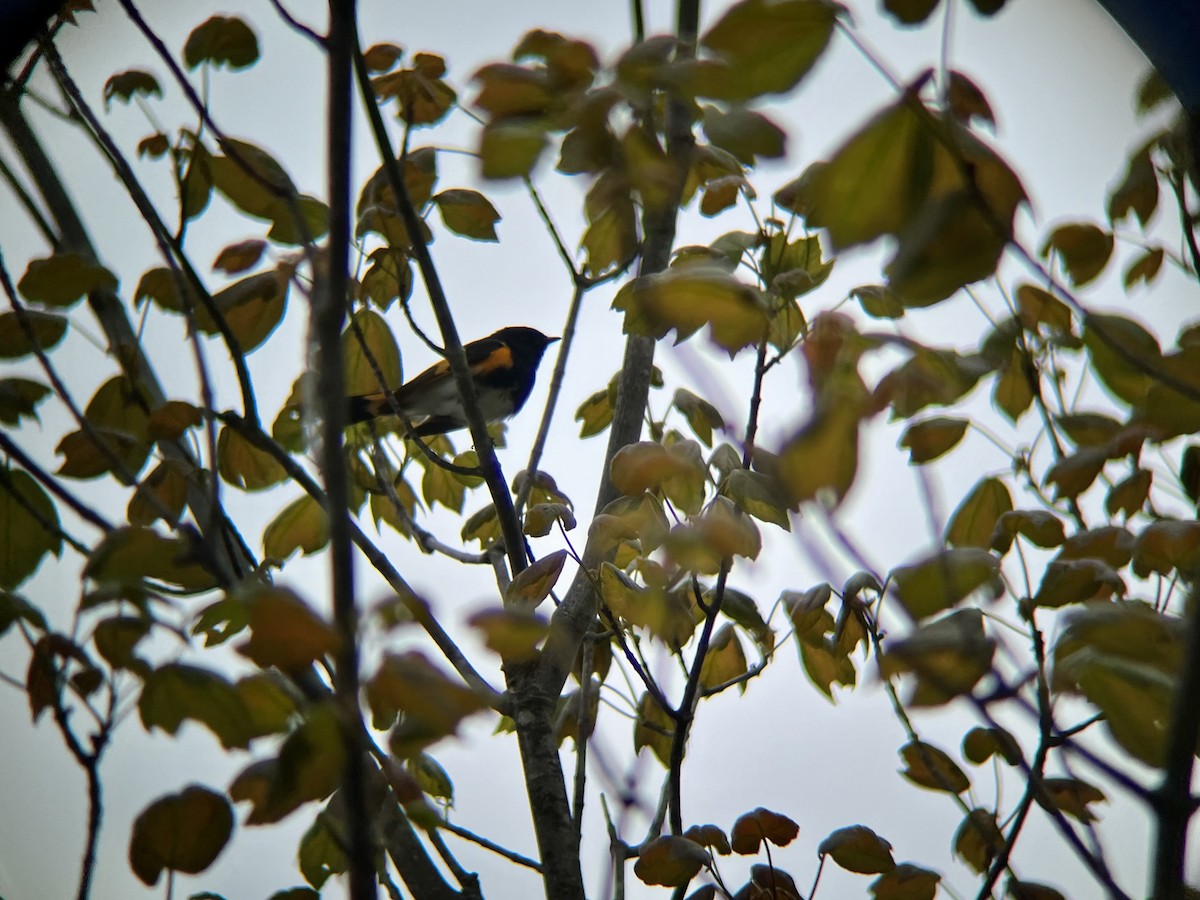 American Redstart - ML636033370