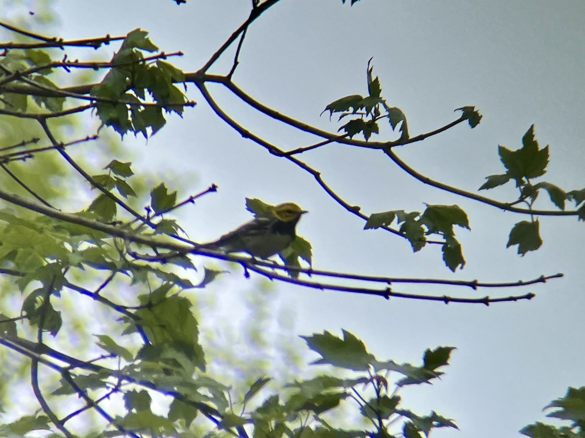 Black-throated Green Warbler - ML636033395