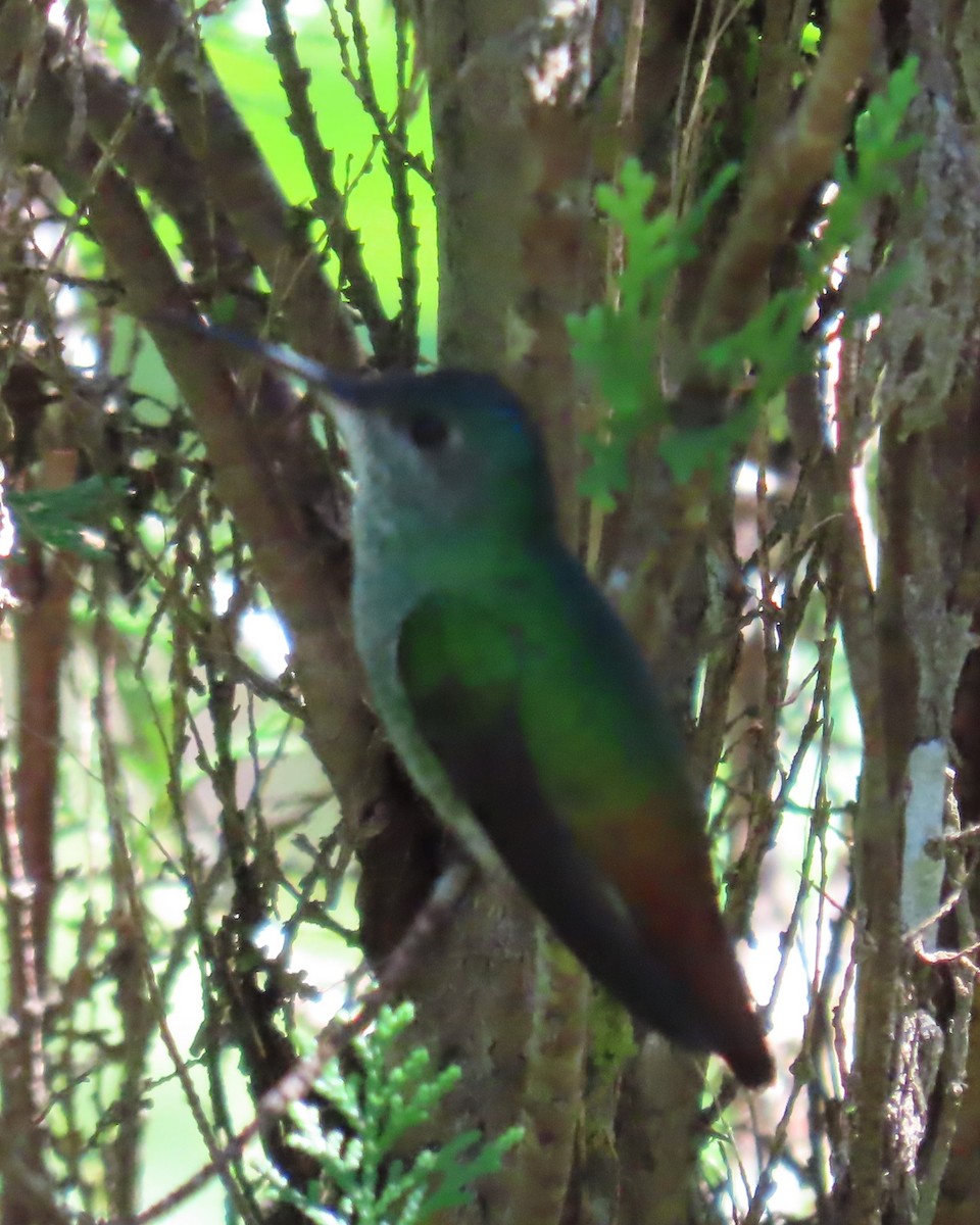 Golden-tailed Sapphire - ML636033436