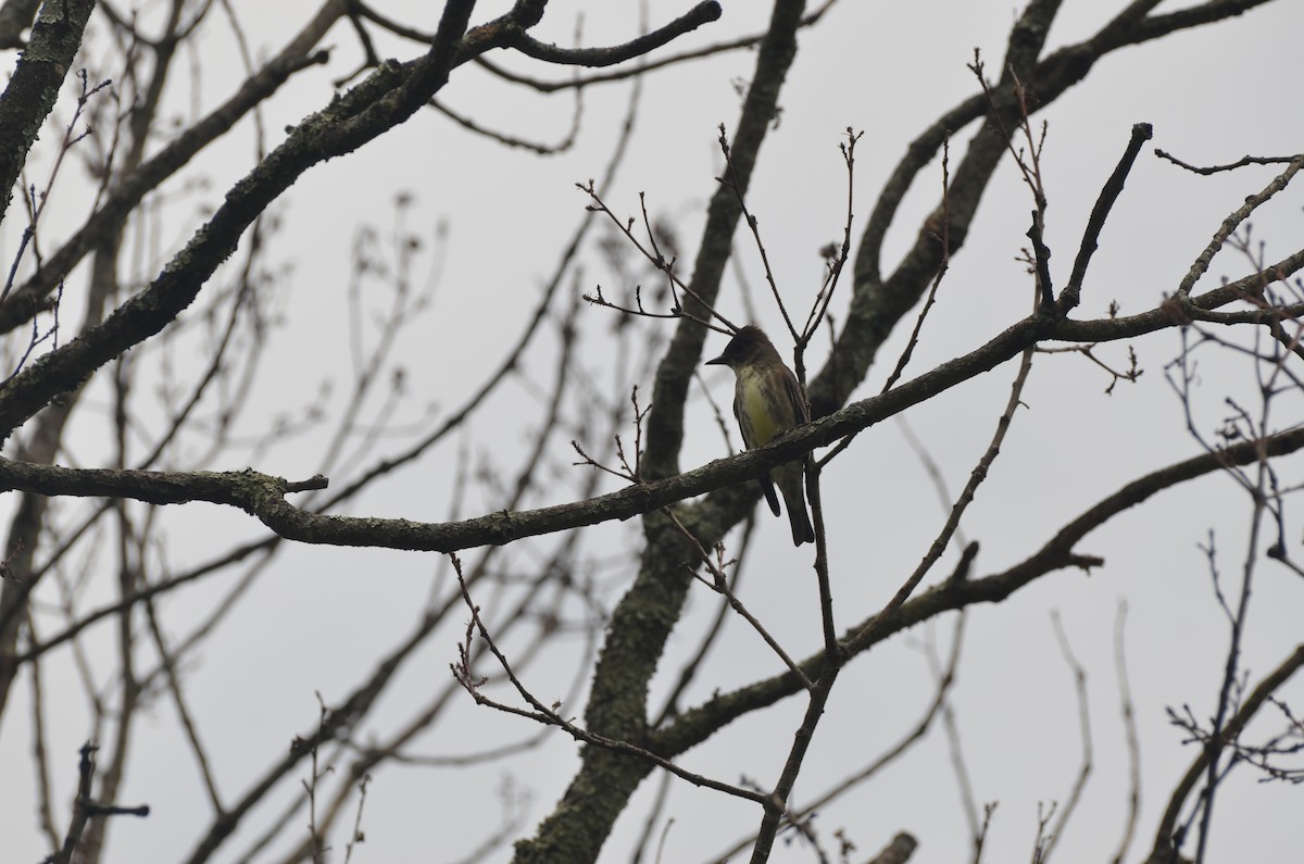 Olive-sided Flycatcher - ML636033469