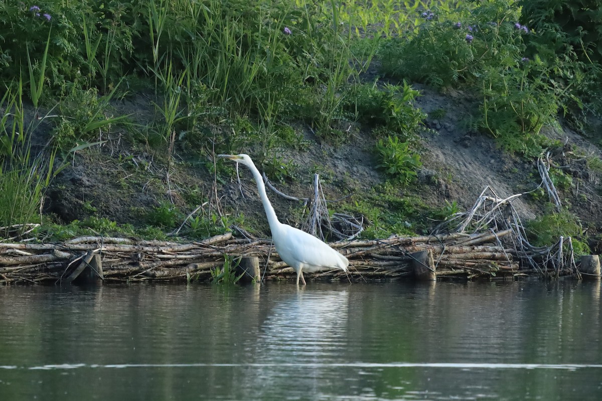 Great Egret - ML636033481