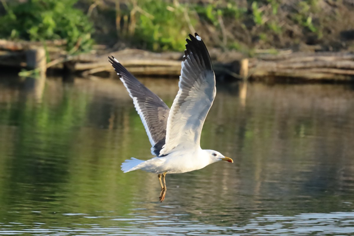 Lesser Black-backed Gull - ML636033494