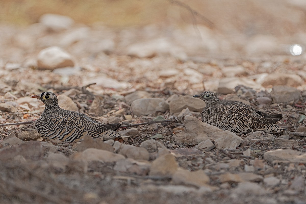 Lichtenstein's Sandgrouse - ML636033537