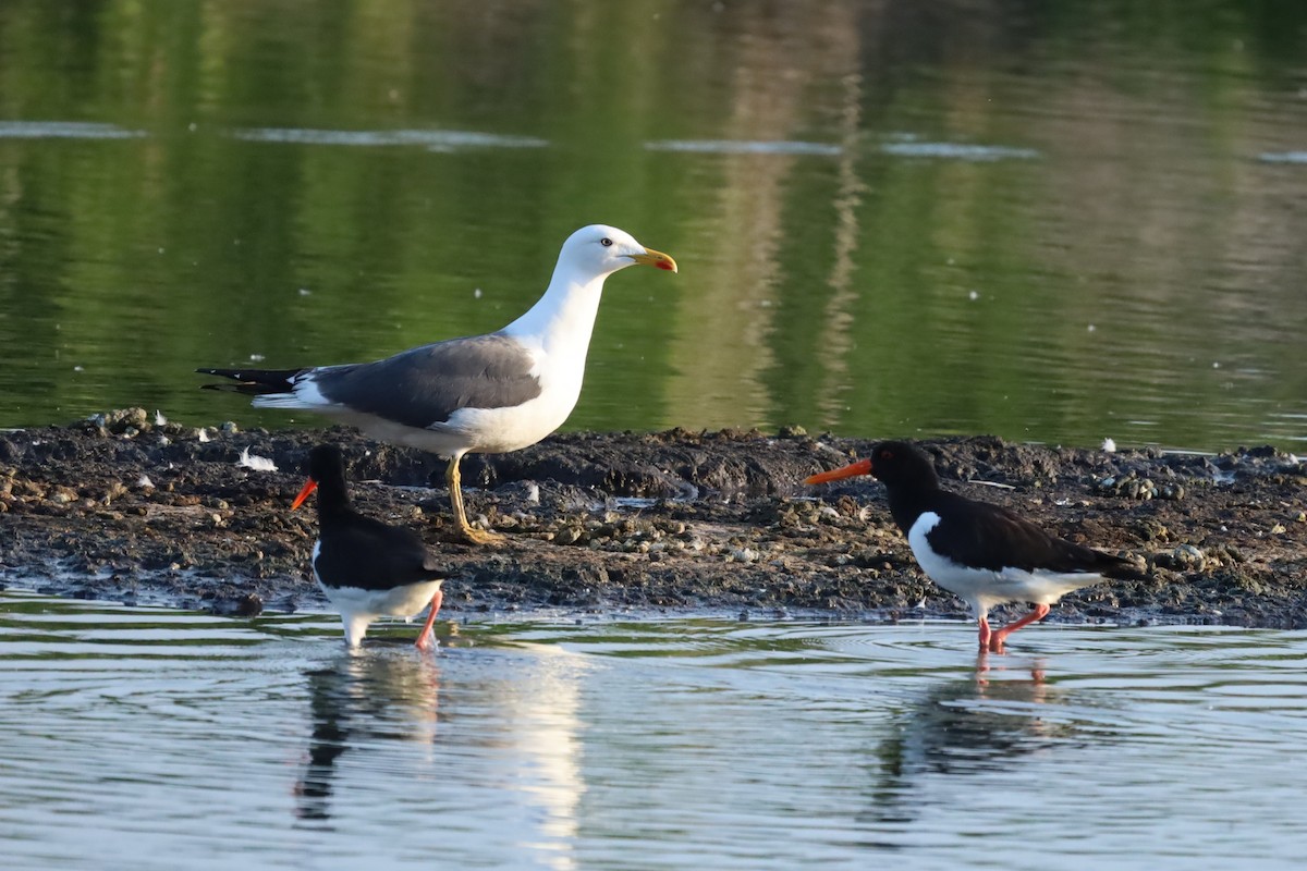 Lesser Black-backed Gull - ML636033562