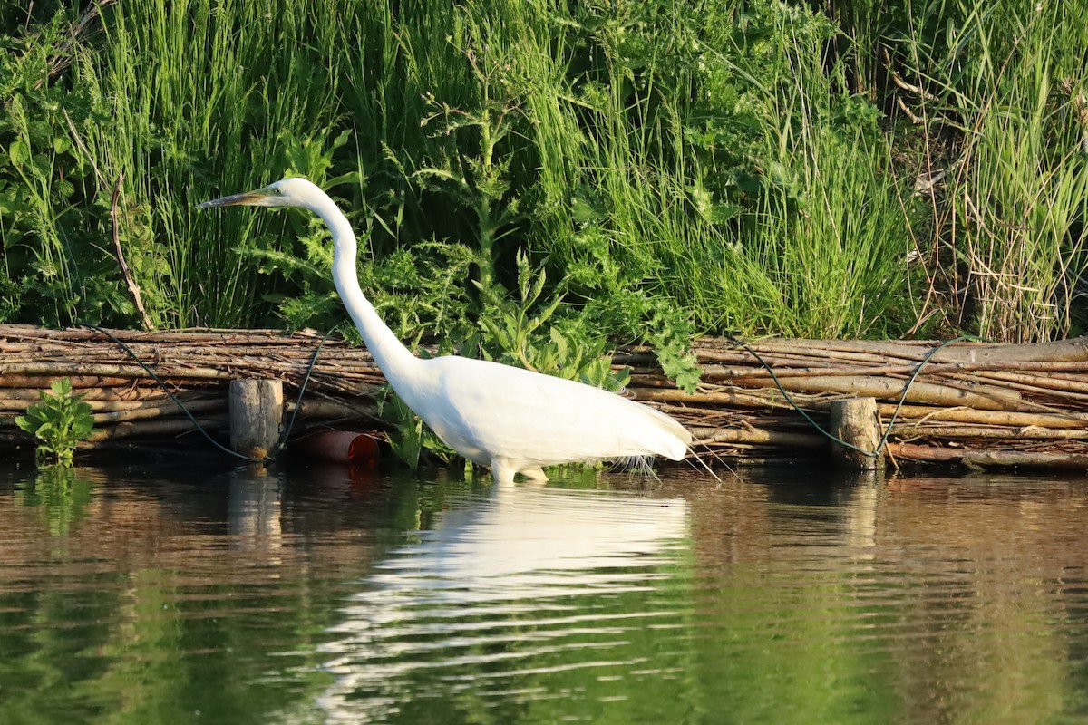 Great Egret - ML636033629