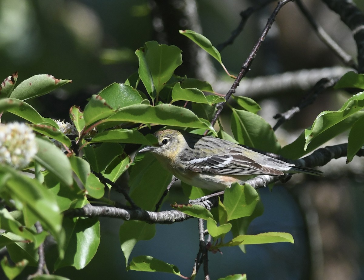 Bay-breasted Warbler - ML636033634