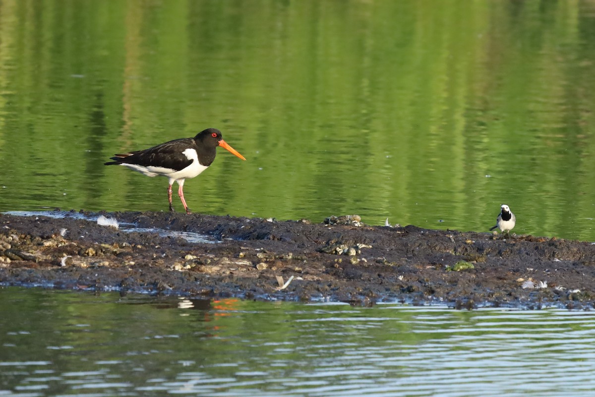 Eurasian Oystercatcher - ML636033698