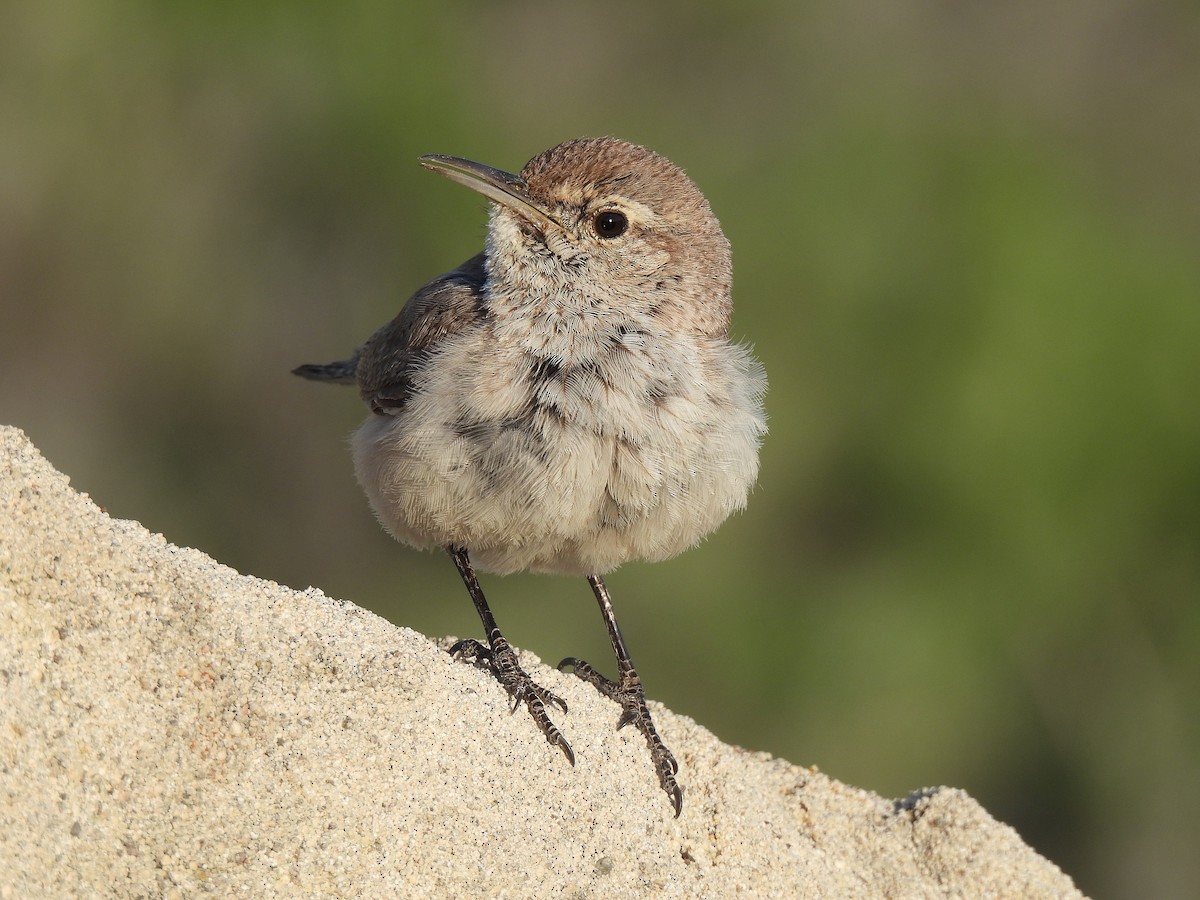 Rock Wren - ML636033714