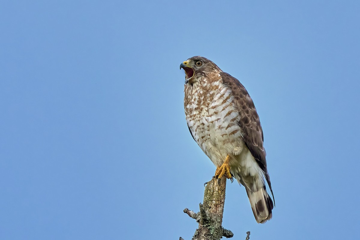 Broad-winged Hawk - ML636033775