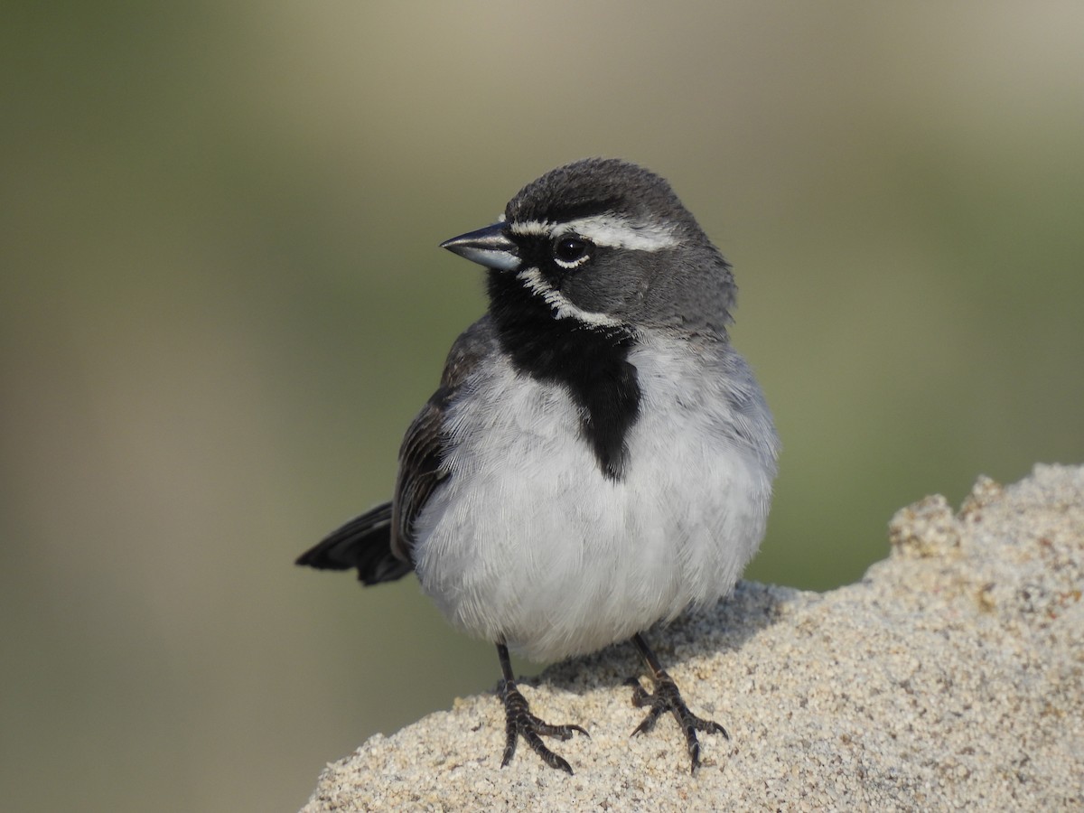 Black-throated Sparrow - ML636033795