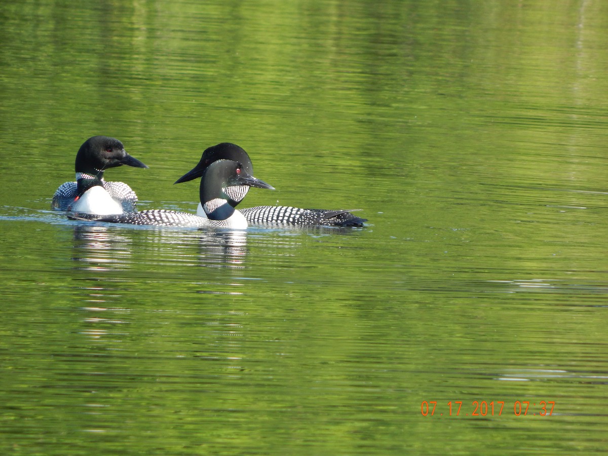 Common Loon - ML63603381