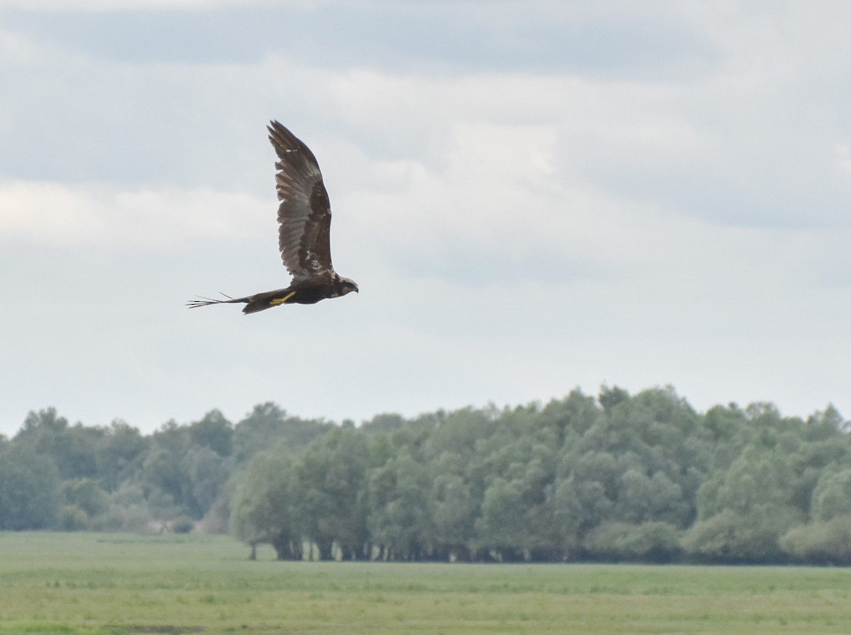 Western Marsh Harrier - ML636033810