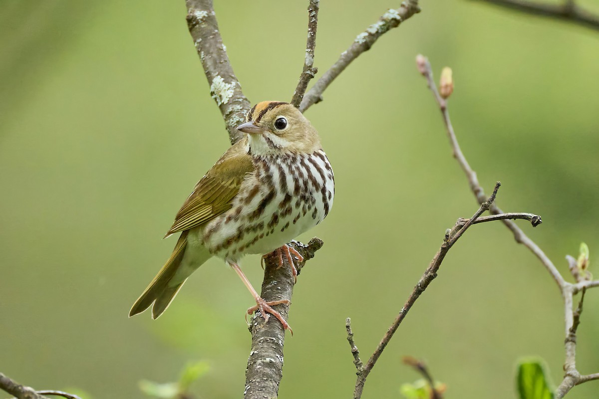 Ovenbird - ML636033811