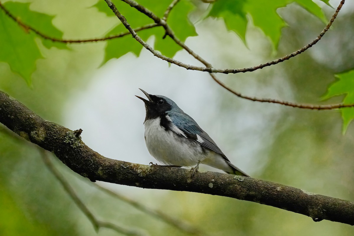 Black-throated Blue Warbler - ML636033865