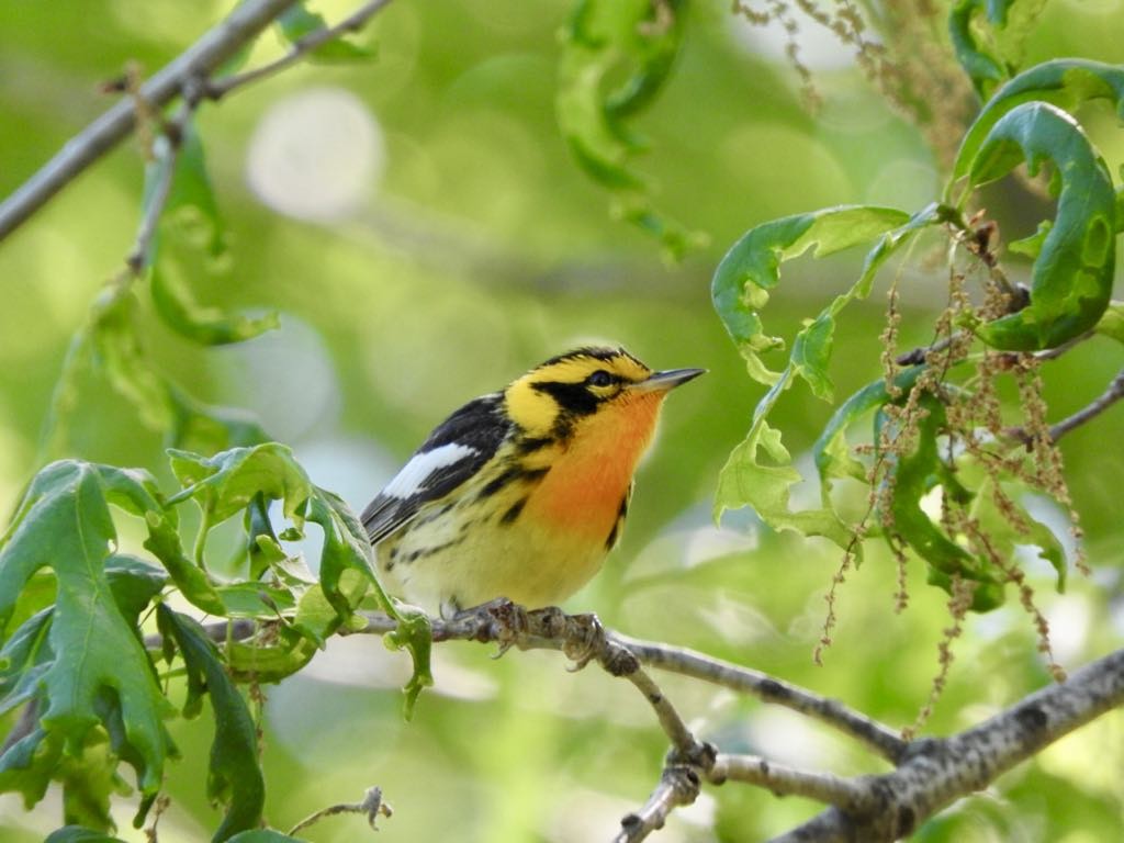 Blackburnian Warbler - ML636033875