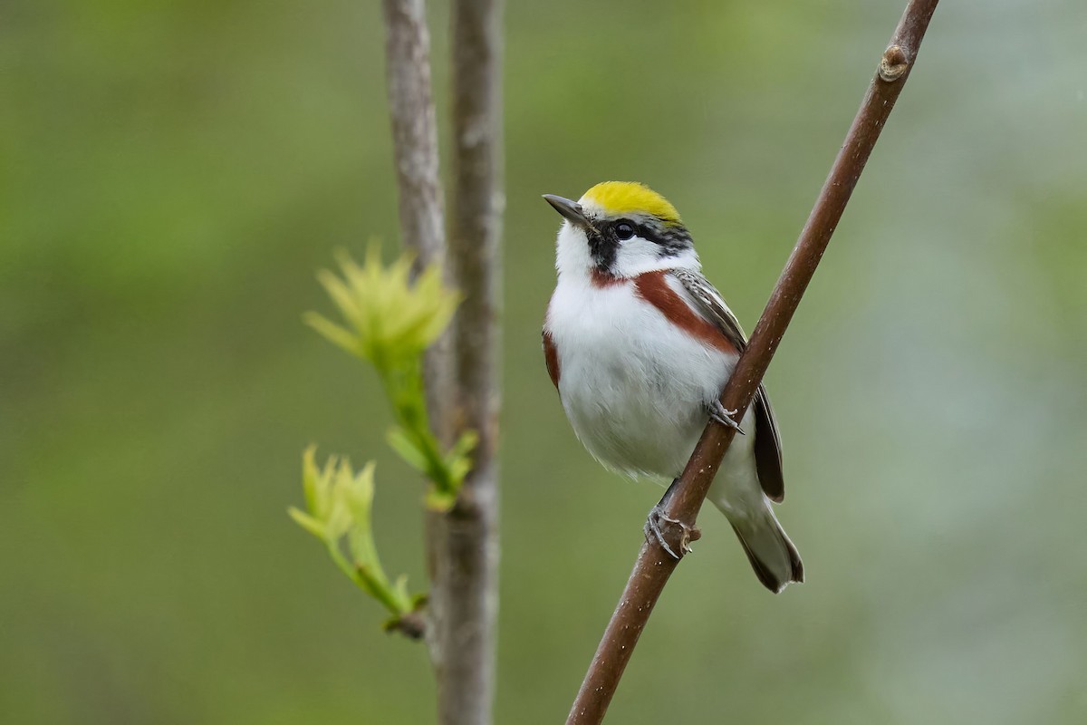 Chestnut-sided Warbler - ML636033894
