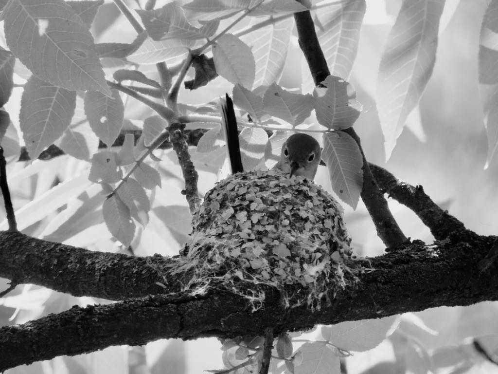 Blue-gray Gnatcatcher - ML636033925