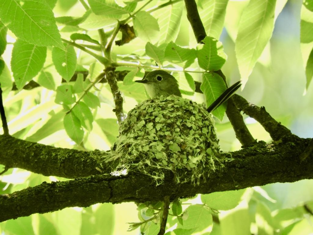 Blue-gray Gnatcatcher - ML636033927