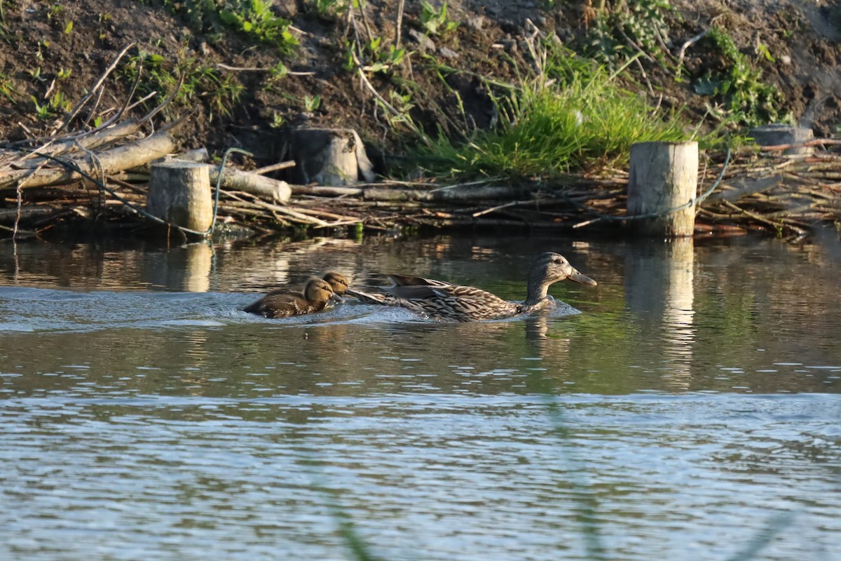 Mallard - ML636034075