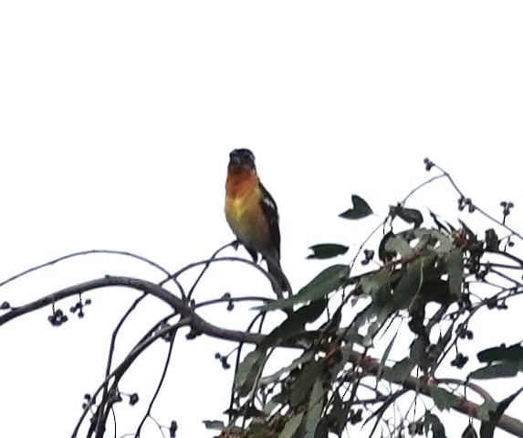 Black-headed Grosbeak - ML636034079
