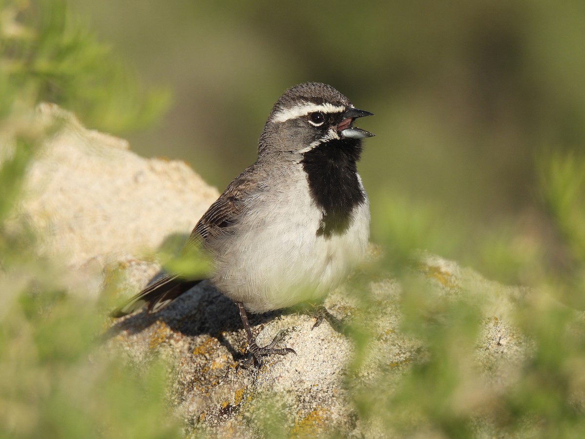 Black-throated Sparrow - ML636034091